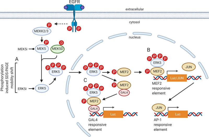 Figure 1.