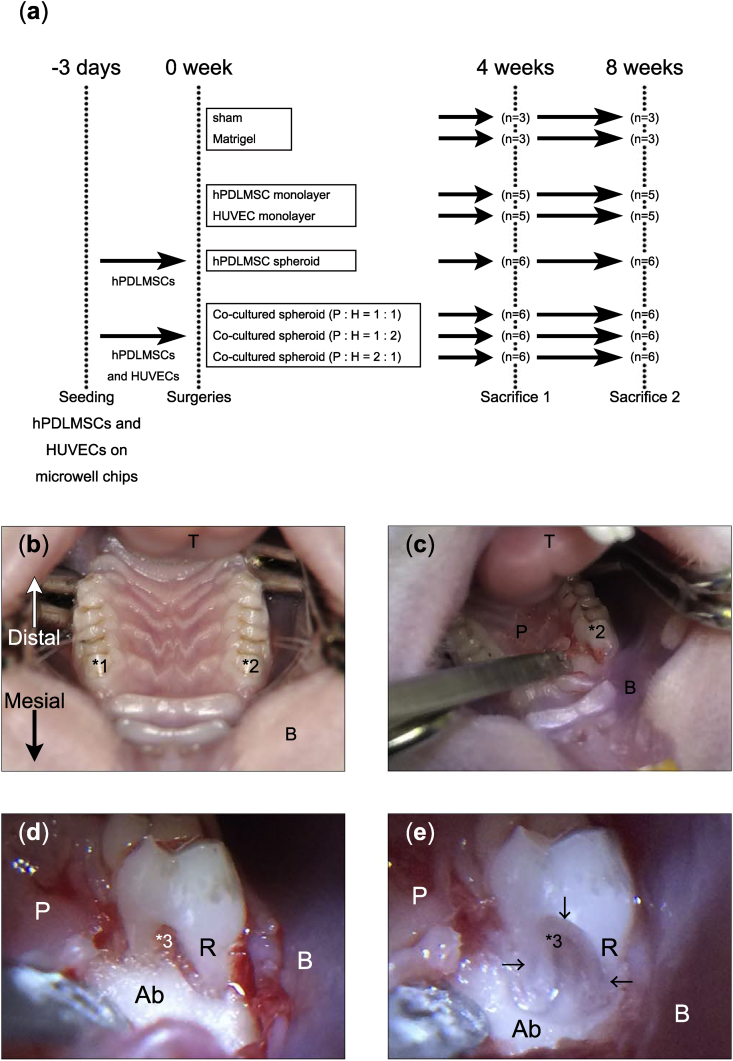 Fig. 3