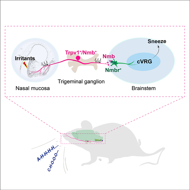 Sneezing reflex is mediated by a peptidergic pathway from nose to ...