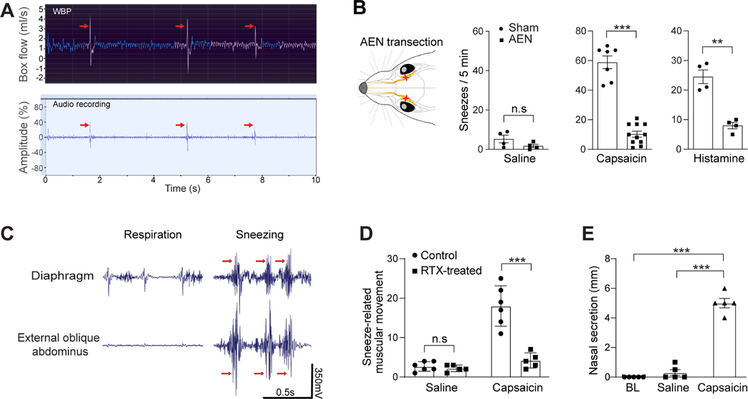 Sneezing reflex is mediated by a peptidergic pathway from nose to ...