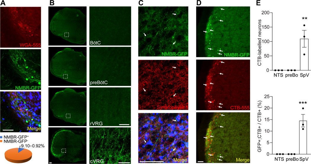 Figure 6: