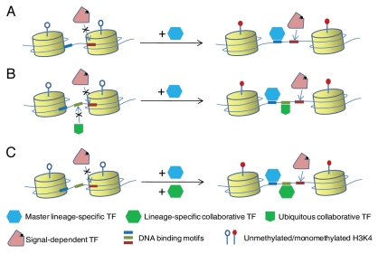 Enhancers: multi-dimensional signal integrators.