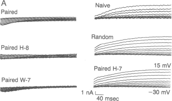 graphic file with name pnas01055-0437-a.jpg