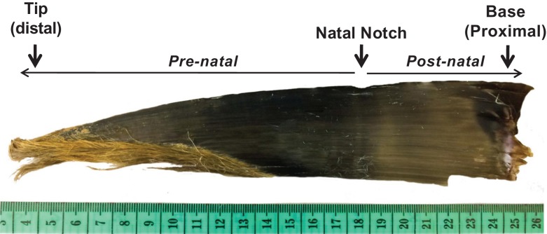 Figure 1: