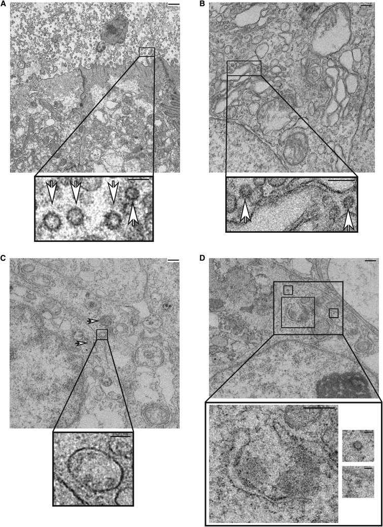 Figure 3