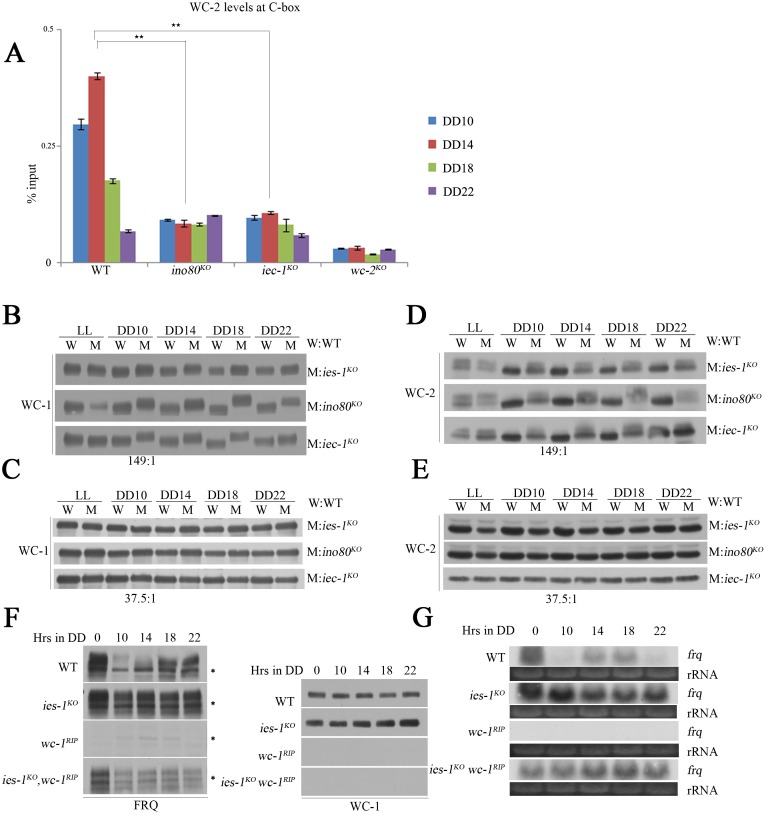 Fig 4