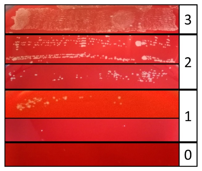 Figure 4