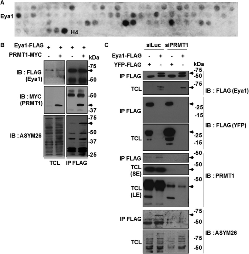 FIG 1