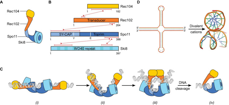 FIGURE 4