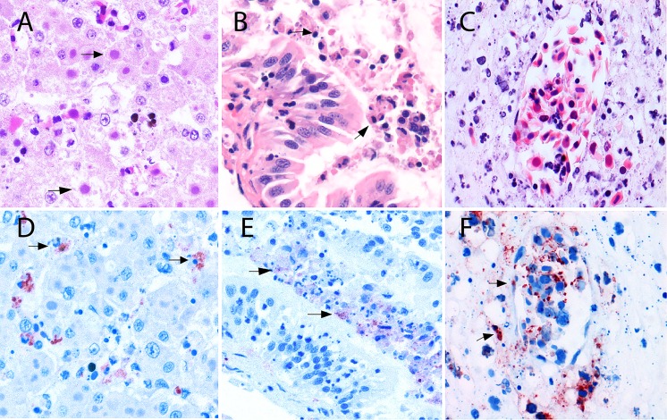 Fig 3