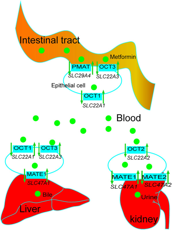 Fig. 1