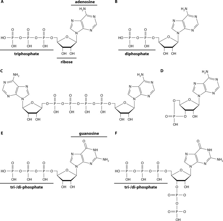 FIG 1