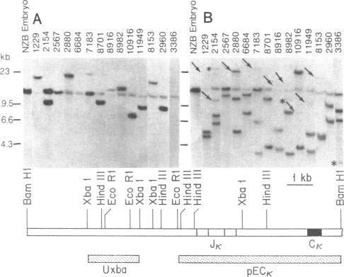 graphic file with name pnas00441-0063-a.jpg