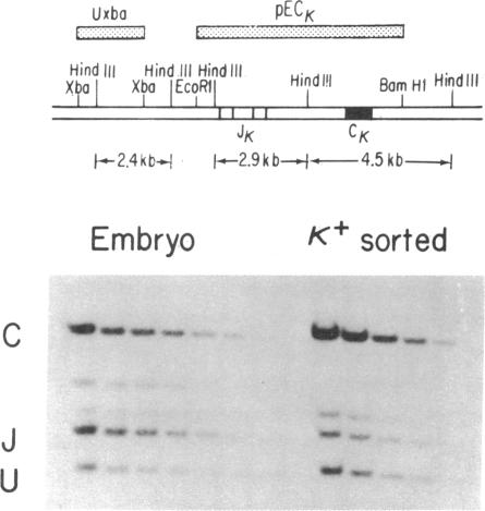 graphic file with name pnas00441-0064-a.jpg