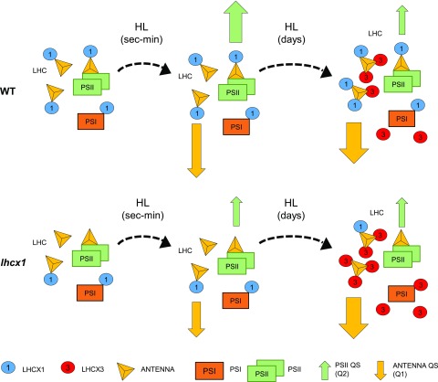 Figure 7.