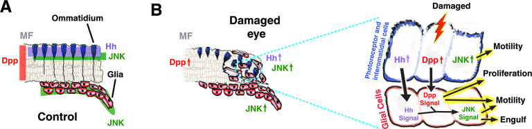 Fig 12