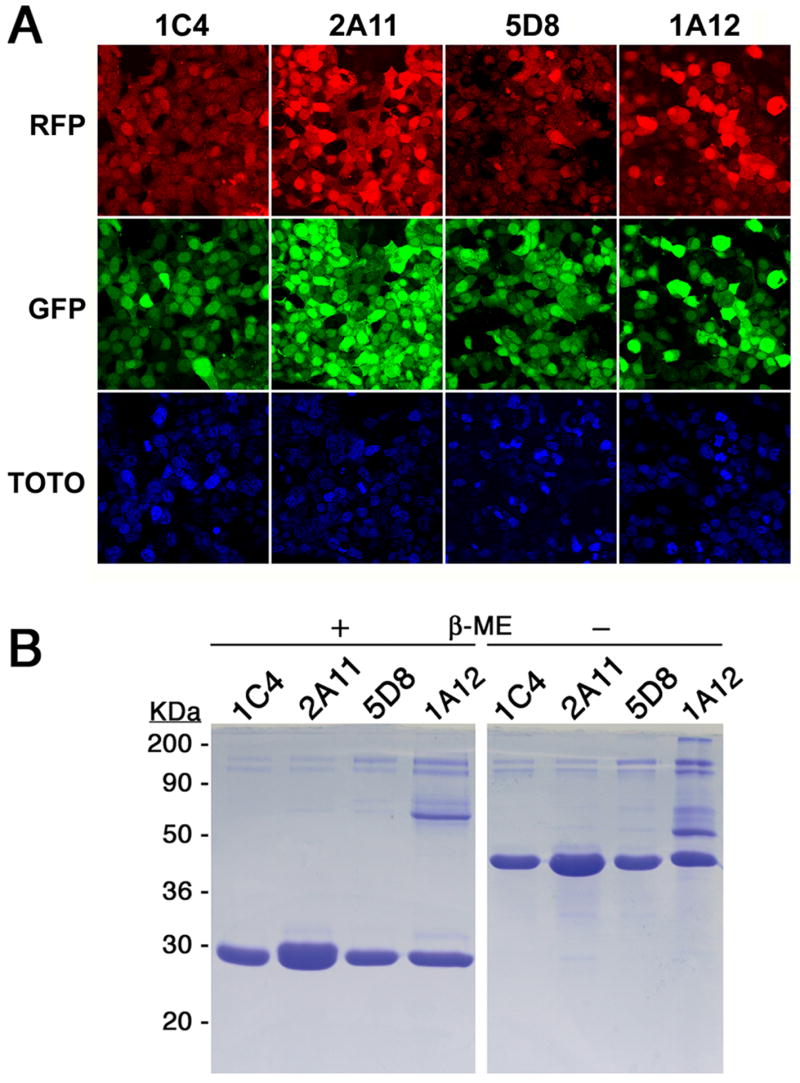 Fig. 2