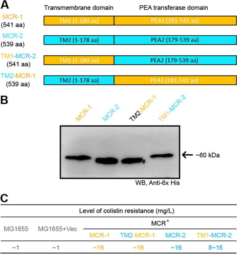 FIG 6 