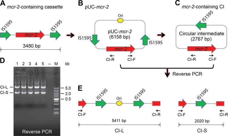 FIG 2 