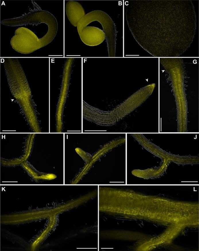 Figure 6.