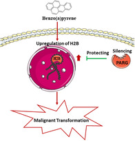 graphic file with name TOX-36-291-g006.jpg