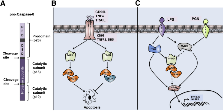 Figure 1