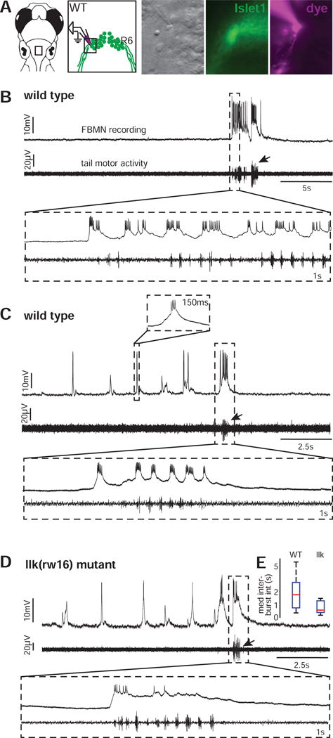 Figure 5