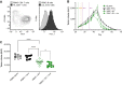 Figure 6. Protective immunity from brentuximab vedotin- or MMAE-mediated immunization is enhanced by anti–PD-1 treatment. A, Representative expression of PD-1 and PD-L1 on T cells and LCL tumor cells, respectively, on day 35 by flow cytometry in the autologous PBMC/LCL tumor model. Staining demonstrates the presence of an active PD-1/PD-L1 axis between T cells and LCL tumor cells. B, LCL tumor volumes were analyzed for treatment conditions relative to mice that received only PBMCs. Tumor-bearing mice that received PBMCs and a subtherapeutic dose of BV (1 mg/kg, i.p.) with or without anti–PD-1 antibody (10 mg/kg, i.p. 2 and 7 days after PBMCs), showed enhanced immune-mediated tumor regression. C, Tumor volumes (AUC). Error bars indicate SEM. *P < 0.05; ****P < 0.001 (one-way ANOVA followed by Dunnett's multiple comparisons test). ANOVA, analysis of variance; AUC, area under the curve; BV, brentuximab vedotin; IgG, immunoglobulin G; i.p., intraperitoneal injection; LCL, lymphoblastoid cell line; nivo, nivolumab; NT, not treated; PBMC, peripheral blood mononuclear cells; PD-1, programmed cell death protein 1; PD-L1, programmed death-ligand 1; SEM, standard error of the mean; TIL, tumor-infiltrating lymphocyte.