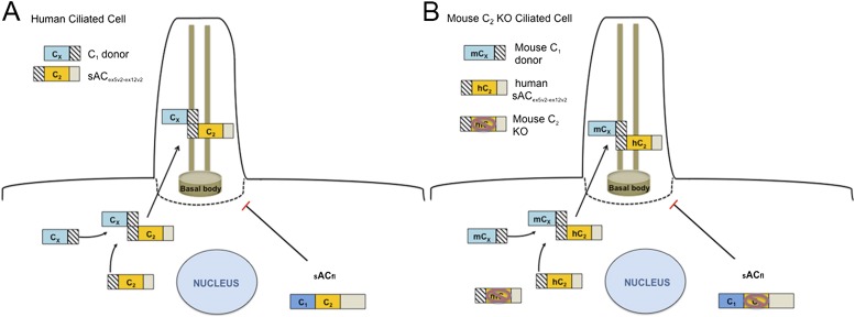 Figure 7.