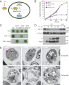 Fig. 6.