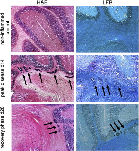 Fig. 4