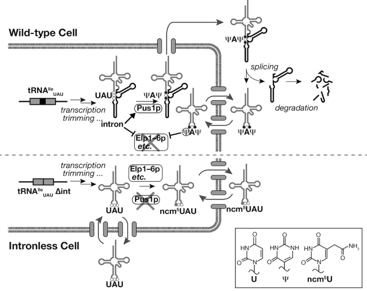 Figure 6.