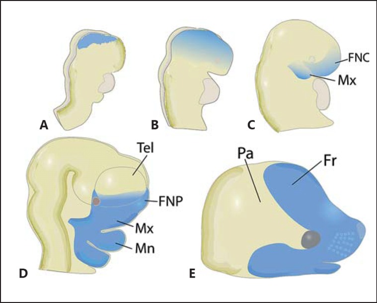 Fig. 2