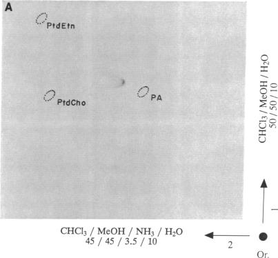 graphic file with name pnas01068-0123-a.jpg