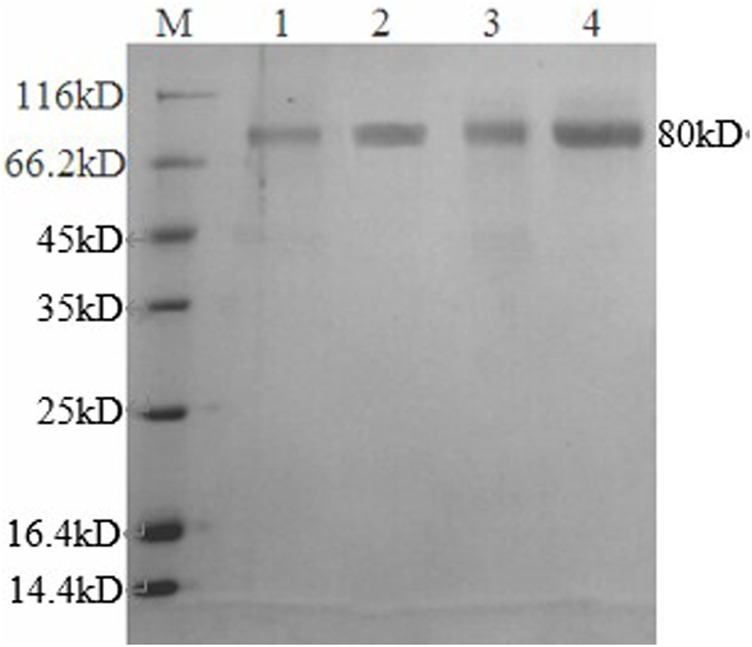 FIGURE 3