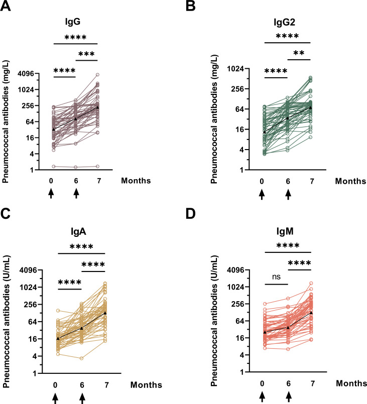 Four graphs plot changes in antibody levels and types of antibodies including IgG, IgG2, IgA, and IgM after sequential vaccination with PCV13 and PPSV23, with an increasing trend across all time points.