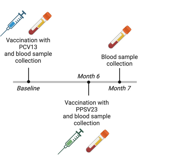 In a timeline, the patient receives vaccination with PCV13, and the blood sample is collected at baseline. At month 6, vaccination with PPSV23 is done with sample collection. At month 7, a blood sample is collected.