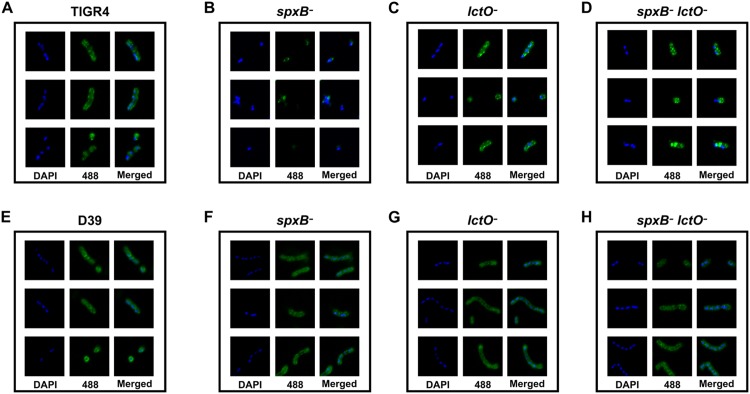 Fig 4