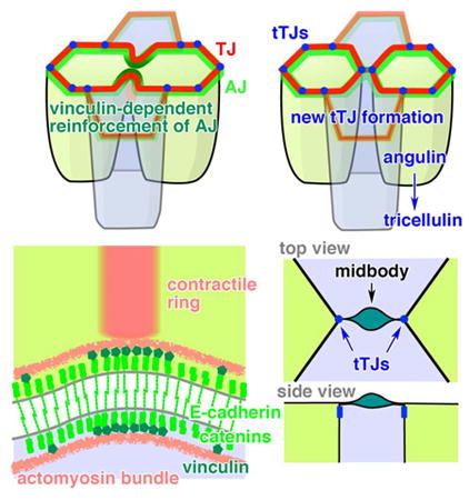 graphic file with name nihms788190u1.jpg