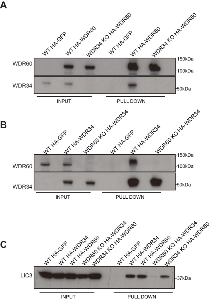 Figure 9—figure supplement 1.