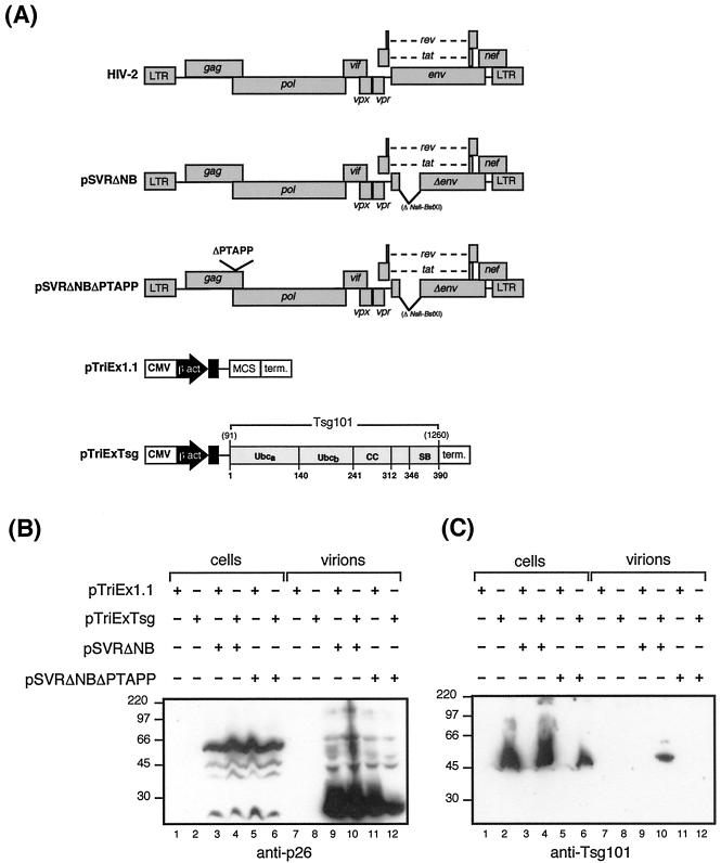 FIG. 5.