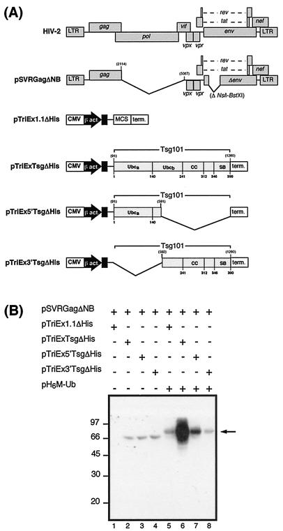 FIG. 6.