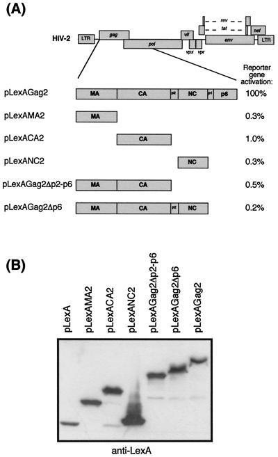 FIG. 2.