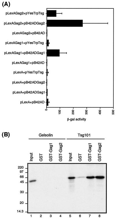 FIG. 1.