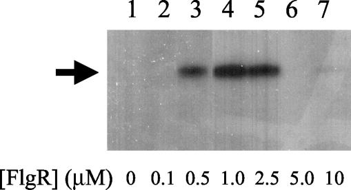 FIG. 5.