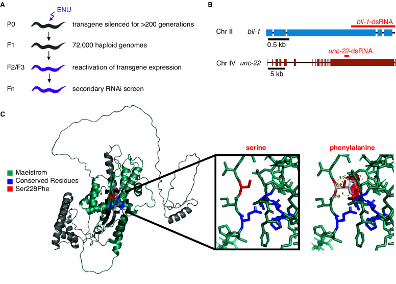 Figure 1—figure supplement 1.