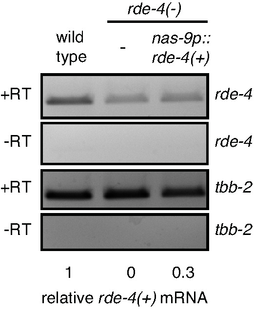 Figure 3—figure supplement 1.