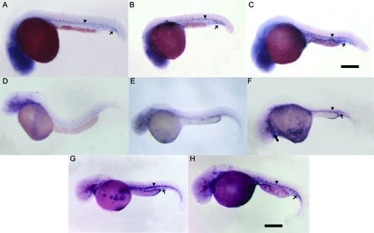 FIG. 5.