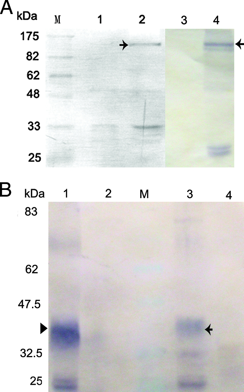 FIG. 6.