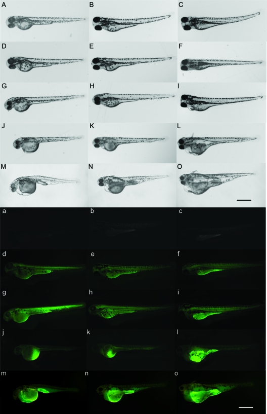 FIG. 7.